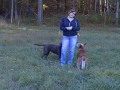 Attentive Dogs on Off-Leash Hike