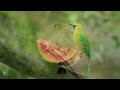 🐦Relaxing music for stress relief 🐦, Stop overthinking, birds chirping relaxing music, nature soun