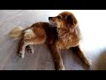 Dog/ cute/ funny/ copyright free videos/ creative commons