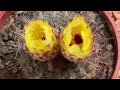 David Attenborough: The Fascinating Life Cycle of Desert Plants | Nature Bites