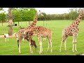 Baby giraffe birth at high risk!