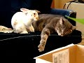 Rabbit is having a lazy afternoon with his cat buddy !!