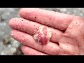What it's like to collect shells in Southeast Florida!