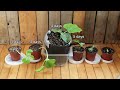 🧪 Seed Starting Experiment Results | Giant Pumpkin Beginner Tips