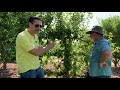 How To Care For Backyard Orchard Fruit Trees  |  'BACKYARD ORCHARD CULTURE' @ Dave Wilson Nursery