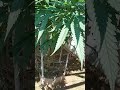 10 ft. Watermelon auto flower.