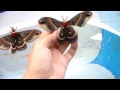 Moths: Giant Pet Moths! - My weird hobby (Bart Coppens)