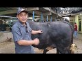 TIMBANG DUA EKOR SAPI HITAM SATUNYA LANGSUNG SOLD ‼️ | SUMBER TERNAK FARM