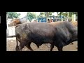 tips menurunkan sapi jumbo dari truk #cow #sapi