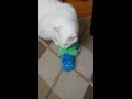 Oliver the Cat tests Kong Kickaroo