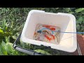 Surprise Catch Perch in Mini Lakes, Koi Fish, Ornamental Fish, Guppies, Shrimp | Video Fishing