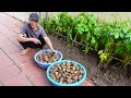 Growing Potatoes At Home Is A Lot Of Tubers And Easy For Beginners