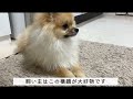 自己紹介動画  はじめまして！つくねです