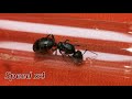 QUEEN ANT HUNTING - How to catch a Camponotus Queen Ant!