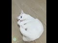 Laugh Out Loud with This Hilarious Cat Compilation 🐱 | funny cat video