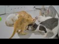 You Laugh You Lose Dogs And Cats ❤️ Best Funniest Catss Video 2024 😘