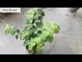One+ SUPER EASY method to grow Bougainvillea from cuttings