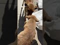 Man rescues puppy stuck in wall