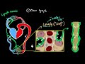 Lymph, lymph nodes, & lymphatic system | Life processes | Biology | Khan Academy