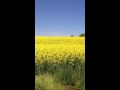 An ocean of yellow off Hwy 115 NC