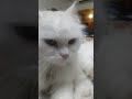 cat dancing to the rocks theme