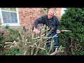 Boxwood pruning in summer, how to cut back a big boxwood summer vs winter