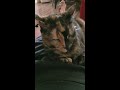 Trixie the Cat Morning Massage