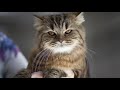 SIBERIAN Cat 101 - EVERYTHING You NEED To Know! | Cat Breeds 101