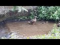 Mother Duck with Baby Ducklings