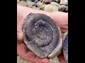 Crispy Fossil TRAPPED Inside Stone