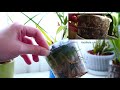 Grow the coconut Orchid in your home! 🥥🌴🍹- Maxillaria tenuifolia Orchid Care Tips