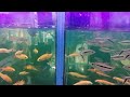 Cute and tiny fish in aquarium | DeGeecuda