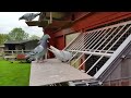 Racing Pigeons, young birds trapping 2015