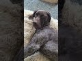 dog eats 100mg of thc edibles and is super stoned