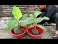 SUPER SPECIAL TECHNIQUE for propagating bananas with coca cola, super fast growth