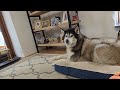 Husky Goes Through Some More Of His Things