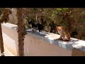 Beautiful Street Cats: Heartwarming Moments and Cute Kittens