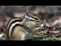 富良野のシマリス　どんぐり集めに大忙し