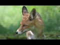 Fantastic Foxes in the Wild 4K ~ Animals (Relaxing Music)