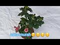 Cara Memperbanyak Bunga Krisan Dengan Stek pucuk Tanpa ZPT Akar, BIAYA MURAH!!!_Vlog 4