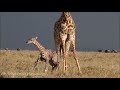 Giraffe giving birth