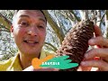 13 Best Australian Native Plants | Experience Travel