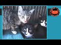 Taming Feral Kittens and Cats