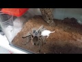 Mouse food for spider