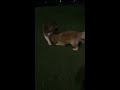 Max and Loki - Best Dog Playmates