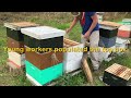 Early April-Splitting with Swarm Cells-Harnett County, NC #beekeeping