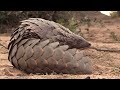 WILD TANZANIA | Ruthless nature and ancient tribes