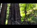 Muir Woods National Monument #live2makan