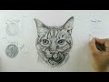 Draw Cat Fur - How to Draw Realistic Fur for Beginners [ Fur Tutorial ]