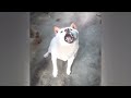 Guilty Dog and cat is so funny😺🐶Try Not to Laugh😼2024